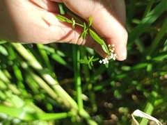 Galium palustre