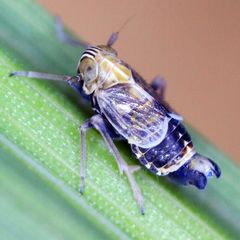 Dicranotropis hamata