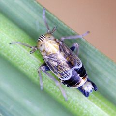 Dicranotropis hamata