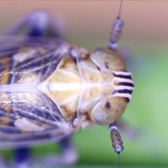 Dicranotropis hamata