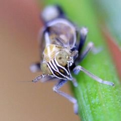 Dicranotropis hamata