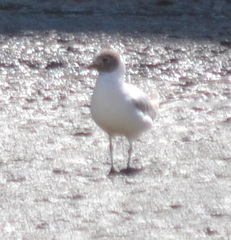 Chroicocephalus ridibundus