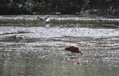 Chroicocephalus ridibundus