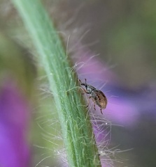 Malvapion malvae