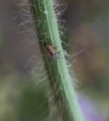 Malvapion malvae