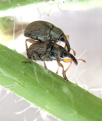 Malvapion malvae