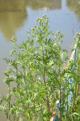 Tanacetum vulgare