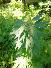 Leonurus quinquelobatus