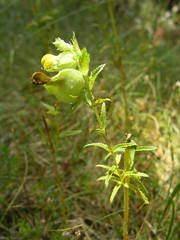 Rhinanthus alectorolophus