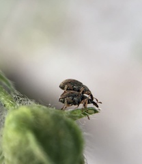 Malvapion malvae