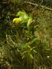 Rhinanthus alectorolophus