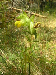 Rhinanthus alectorolophus