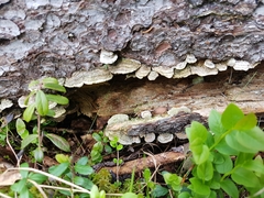Trichaptum laricinum