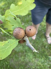 Urytalpa galdes
