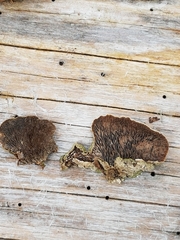 Trichaptum laricinum