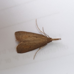 Schoenobius gigantella