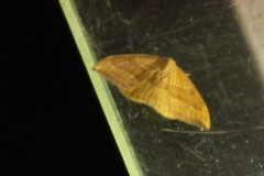 Watsonalla cultraria