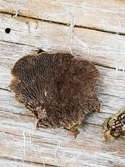 Trichaptum laricinum