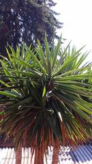 Yucca