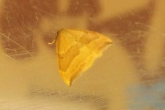 Watsonalla cultraria