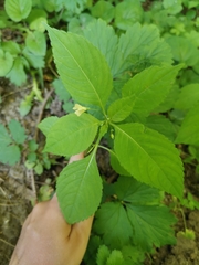 Impatiens parviflora