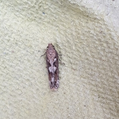Caryocolum marmorea