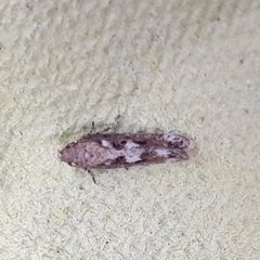 Caryocolum marmorea