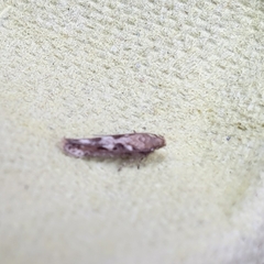 Caryocolum marmorea