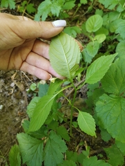 Impatiens parviflora