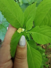Impatiens parviflora