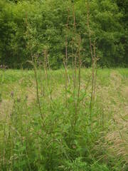 Scrophularia umbrosa