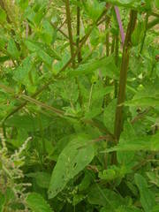 Scrophularia umbrosa