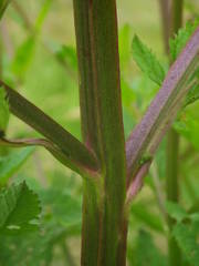 Scrophularia umbrosa