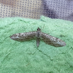Eupithecia nanata