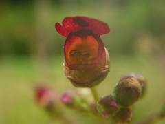 Scrophularia umbrosa