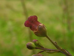 Scrophularia umbrosa
