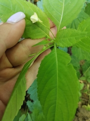 Impatiens parviflora