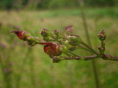 Scrophularia umbrosa