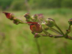Scrophularia umbrosa