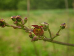 Scrophularia umbrosa