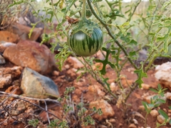Solanum diversiflorum