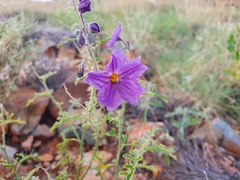 Solanum diversiflorum