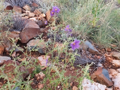 Solanum diversiflorum