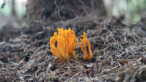 Parôžkovec lepkavý (Calocera viscosa)