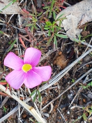 Oxalis glabra
