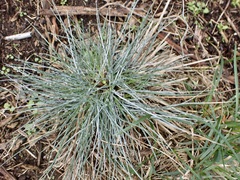 Poa astonii