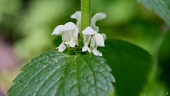 Lamium album