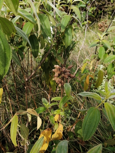 Image of Rosettea princeps by (c) Mmatjie Mashao, some rights reserved (CC BY-SA)