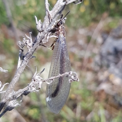Myrmeleon formicarius