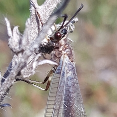 Myrmeleon formicarius